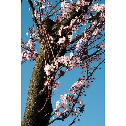 Cherry Blossom III White Modern Wood Framed Art Print by Berzel, Erin