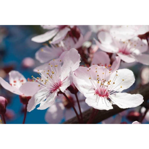 Cherry Blossom II White Modern Wood Framed Art Print by Berzel, Erin