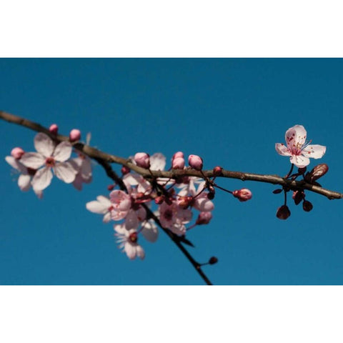 Cherry Blossom IV Black Modern Wood Framed Art Print by Berzel, Erin