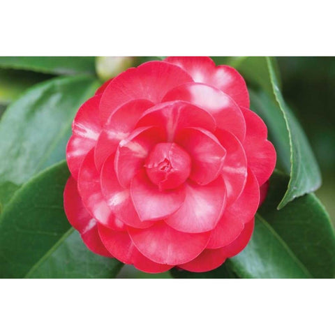 Camellia Flower I Black Modern Wood Framed Art Print with Double Matting by Berzel, Erin