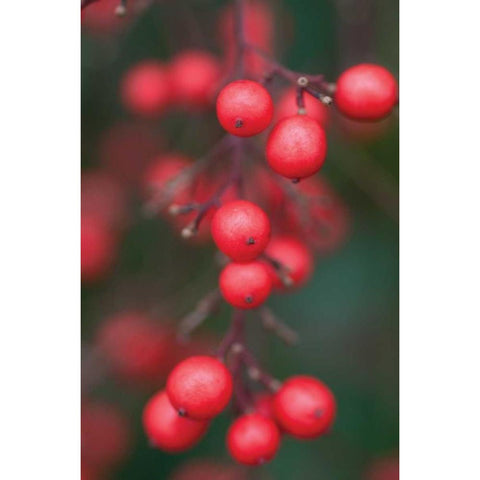 Red Berries I Black Modern Wood Framed Art Print with Double Matting by Berzel, Erin