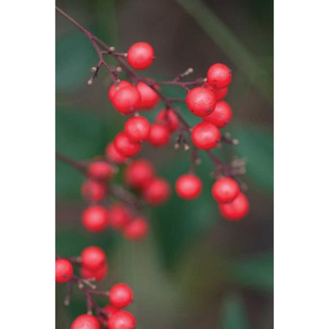 Red Berries II Black Modern Wood Framed Art Print with Double Matting by Berzel, Erin