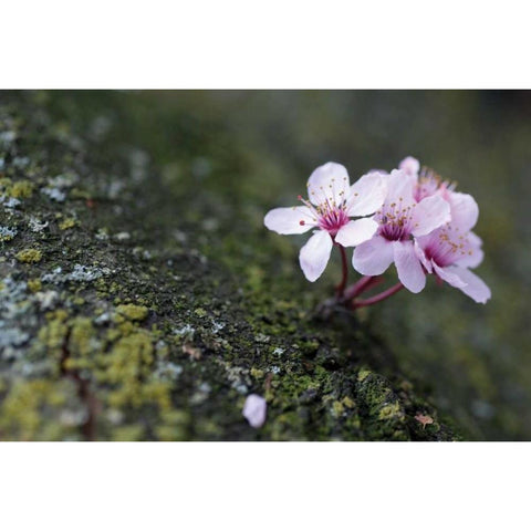 Portland Cherry Blossom I White Modern Wood Framed Art Print by Berzel, Erin