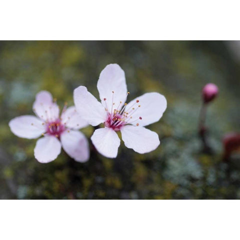 Portland Cherry Blossom II Gold Ornate Wood Framed Art Print with Double Matting by Berzel, Erin