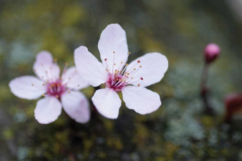 Portland Cherry Blossom II White Modern Wood Framed Art Print with Double Matting by Berzel, Erin