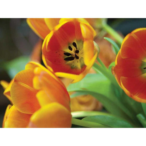 Orange Tulips I Black Modern Wood Framed Art Print with Double Matting by Berzel, Erin