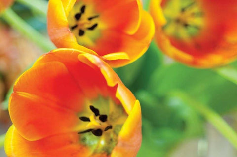 Orange Tulips II White Modern Wood Framed Art Print with Double Matting by Berzel, Erin