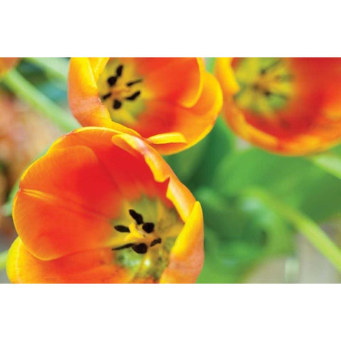 Orange Tulips II Gold Ornate Wood Framed Art Print with Double Matting by Berzel, Erin