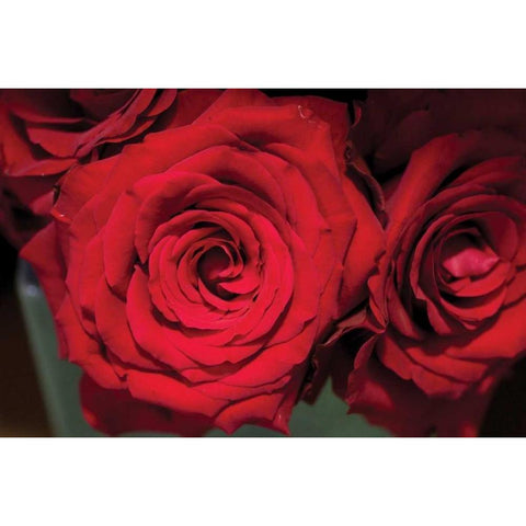 Red Roses White Modern Wood Framed Art Print by Berzel, Erin