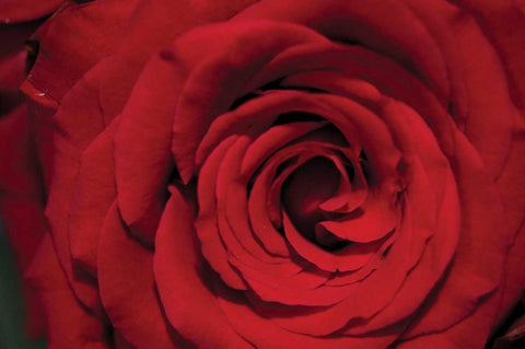 Red Rose Detail White Modern Wood Framed Art Print with Double Matting by Berzel, Erin