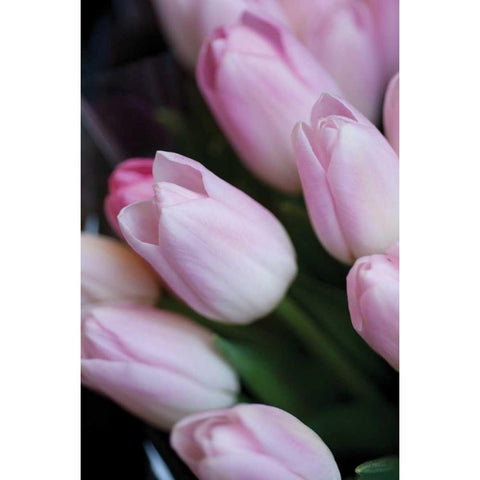 Soft Pink Tulips I Black Modern Wood Framed Art Print with Double Matting by Berzel, Erin