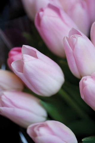 Soft Pink Tulips I Black Ornate Wood Framed Art Print with Double Matting by Berzel, Erin