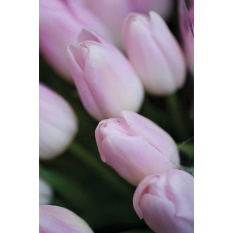 Soft Pink Tulips II Black Modern Wood Framed Art Print with Double Matting by Berzel, Erin