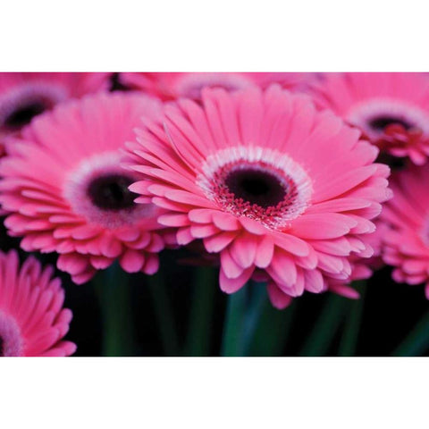 Pink Gerbera Daisies I Black Modern Wood Framed Art Print with Double Matting by Berzel, Erin