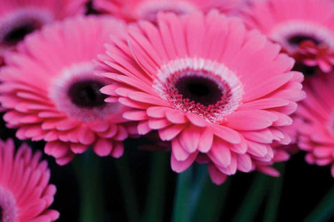 Pink Gerbera Daisies I Black Ornate Wood Framed Art Print with Double Matting by Berzel, Erin