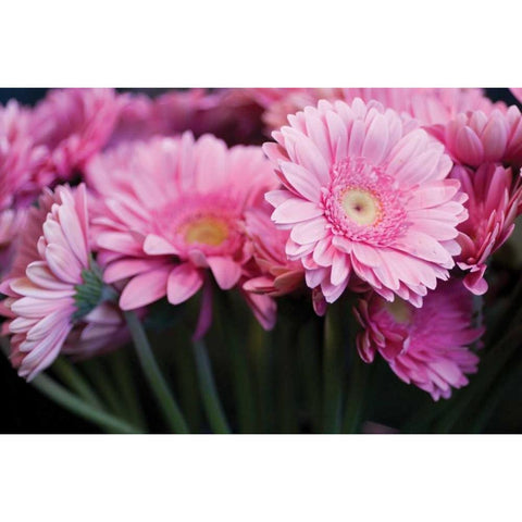 Pink Gerbera Daisies II Gold Ornate Wood Framed Art Print with Double Matting by Berzel, Erin