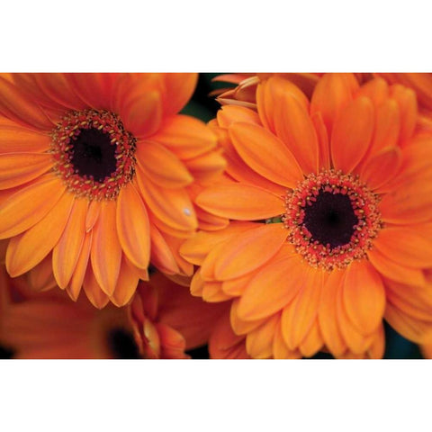 Orange Gerbera Daisies Gold Ornate Wood Framed Art Print with Double Matting by Berzel, Erin