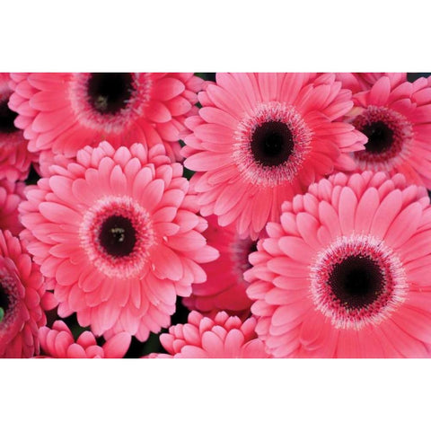 Pink Gerbera Daisies III White Modern Wood Framed Art Print by Berzel, Erin