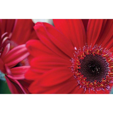 Red Gerbera Close-up Black Modern Wood Framed Art Print by Berzel, Erin