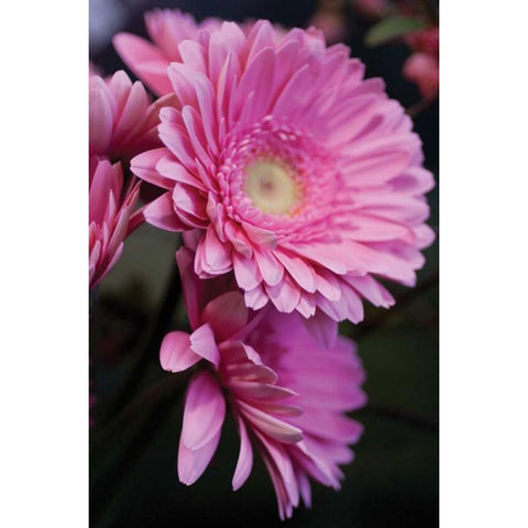 Pink Gerbera Daisies IV Black Modern Wood Framed Art Print with Double Matting by Berzel, Erin