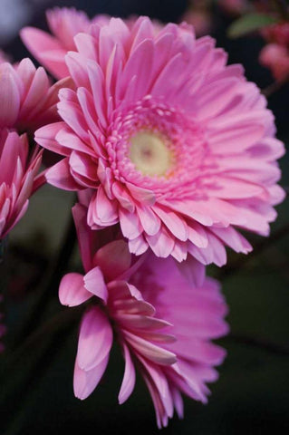 Pink Gerbera Daisies IV White Modern Wood Framed Art Print with Double Matting by Berzel, Erin