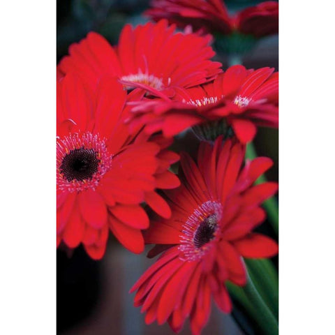 Red Gerbera Daisies I White Modern Wood Framed Art Print by Berzel, Erin