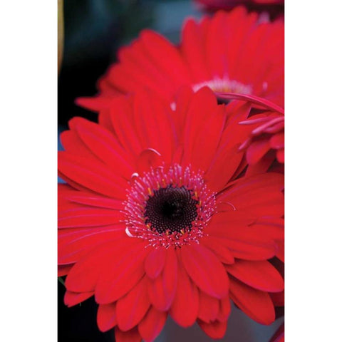 Red Gerbera Daisies II Black Modern Wood Framed Art Print with Double Matting by Berzel, Erin