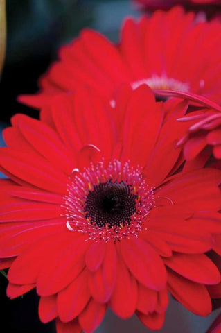 Red Gerbera Daisies II White Modern Wood Framed Art Print with Double Matting by Berzel, Erin