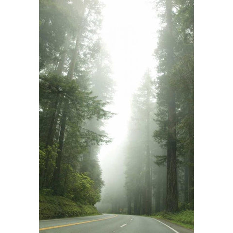 Redwood Highway I Black Modern Wood Framed Art Print with Double Matting by Berzel, Erin