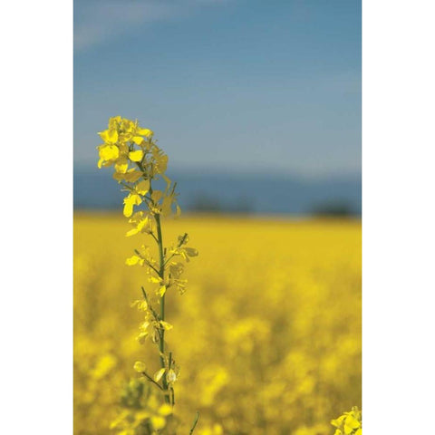 Canola Close-up Gold Ornate Wood Framed Art Print with Double Matting by Berzel, Erin