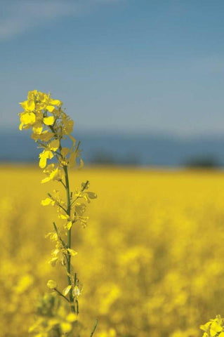 Canola Close-up White Modern Wood Framed Art Print with Double Matting by Berzel, Erin