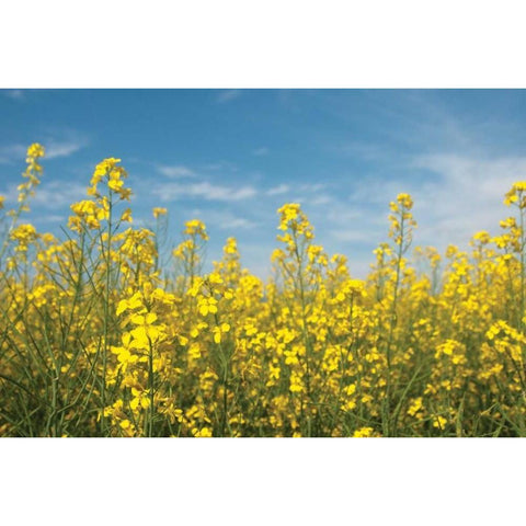 Canola Blossoms Gold Ornate Wood Framed Art Print with Double Matting by Berzel, Erin