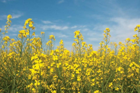 Canola Blossoms White Modern Wood Framed Art Print with Double Matting by Berzel, Erin