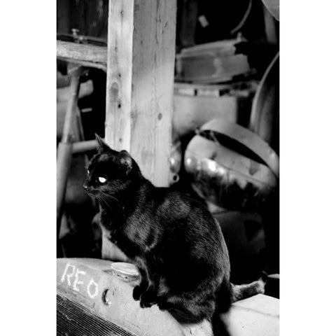 Farm Cat White Modern Wood Framed Art Print by Berzel, Erin