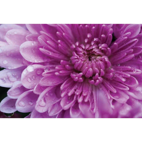 Purple Mum I Black Modern Wood Framed Art Print with Double Matting by Berzel, Erin