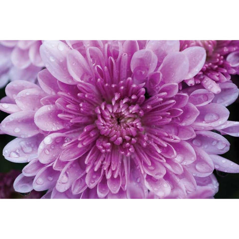 Purple Mum II White Modern Wood Framed Art Print by Berzel, Erin