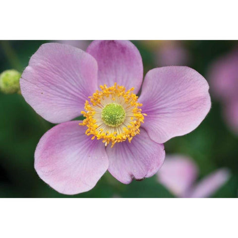 Anemone I White Modern Wood Framed Art Print by Berzel, Erin