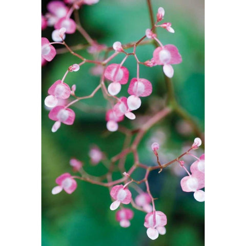 Delicate Begonia I Black Modern Wood Framed Art Print by Berzel, Erin