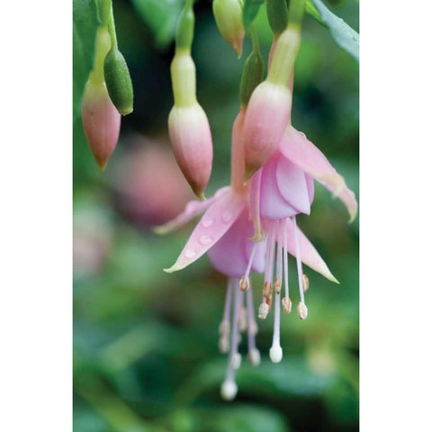 Fuchsia Bloom II White Modern Wood Framed Art Print by Berzel, Erin