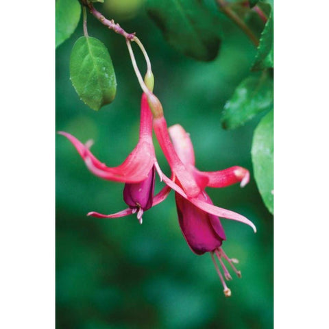 Fuchsia Bloom III Black Modern Wood Framed Art Print with Double Matting by Berzel, Erin