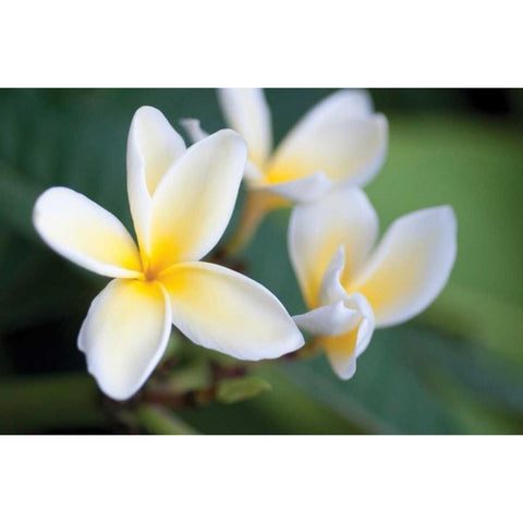 Plumeria II Black Modern Wood Framed Art Print by Berzel, Erin