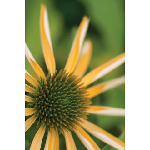 Echinacea I White Modern Wood Framed Art Print by Berzel, Erin