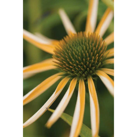 Echinacea II Gold Ornate Wood Framed Art Print with Double Matting by Berzel, Erin