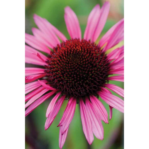 Echinacea III White Modern Wood Framed Art Print by Berzel, Erin