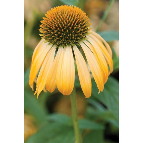 Echinacea V Gold Ornate Wood Framed Art Print with Double Matting by Berzel, Erin