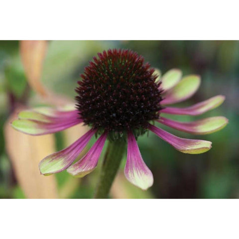 Echinacea VI Black Modern Wood Framed Art Print with Double Matting by Berzel, Erin