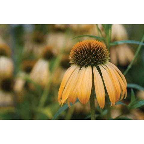 Echinacea VII Gold Ornate Wood Framed Art Print with Double Matting by Berzel, Erin