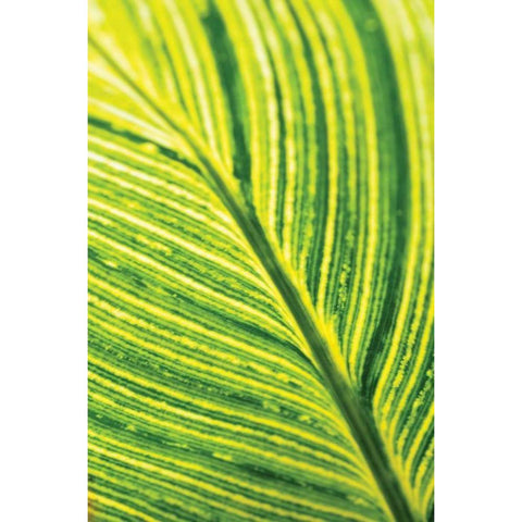 Leaf Detail III Black Modern Wood Framed Art Print with Double Matting by Berzel, Erin