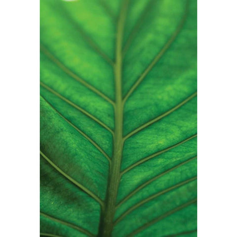 Leaf Detail V Gold Ornate Wood Framed Art Print with Double Matting by Berzel, Erin