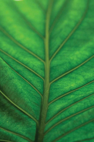 Leaf Detail V White Modern Wood Framed Art Print with Double Matting by Berzel, Erin